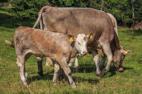母牛怀孕几个月下小牛 母牛临产前几天6大征兆