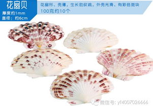 亚峰鱼缸装饰品造景天然海星扇贝海螺仔贝壳 