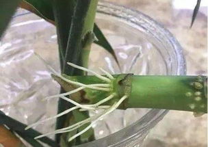 新买的富贵竹快速生根妙招,刚买的富贵竹配的生根水该怎么用？