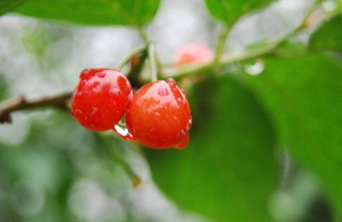 一树樱桃带雨红,邂逅最美的樱桃诗词