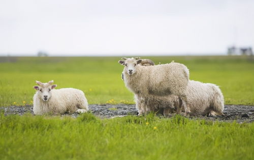 羊鼻蝇蛆病怎么治 如何消除羊鼻蝇对羊的危害