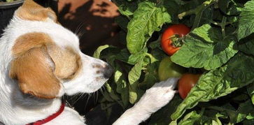 宠物 狗狗能吃西红柿吗