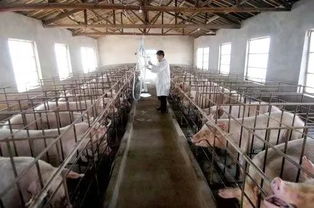 养猪行业公司起名 养殖专业合作社取名