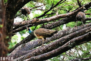 印度孔雀在日本宫古岛大量繁殖,当地人被迫将其送上餐桌 