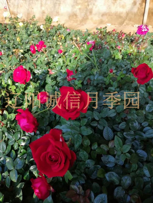 月季花的栽培与管理, <h3>月季花的