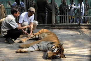 印度动物园老虎 越狱 被活捉 