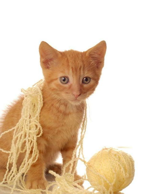 猫咪都喜欢毛线球,你家的也是这样吗