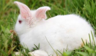 兔子为什么不吃红萝卜 