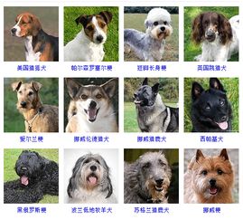 这里有178种狗狗 总有一款你最爱