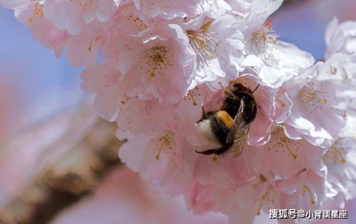 1月下旬对旧爱有所期待,愿意用最大努力让对方回到身边的4大星座