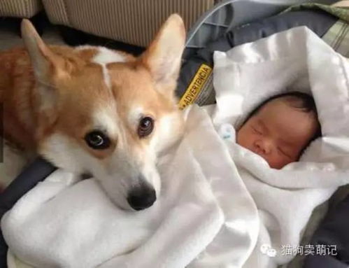 狗狗第一次看到初生宝宝的反应竟是这样
