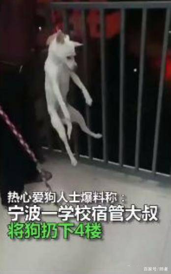 宁波一中专生宿舍养狗,可怜的狗狗被宿管发现后丢下楼,你怎么看