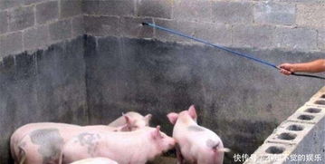 养猪场如何防止感冒,养猪需要什么技术,猪生病或者感冒该怎么处理?
