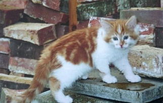 20岁生日获得一只橘猫,从此人猫相依相伴,友谊持续了30年