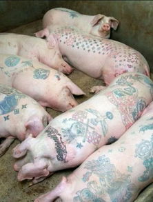 最疯狂昂贵的纹身,属于北京顺义区的一群猪 