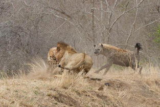 狮子和鬣狗的战斗力对比, 一头狮子能打10只鬣狗吗 