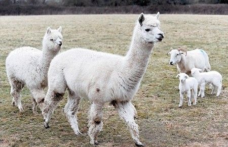 英国引入萌神兽羊驼 保护新生羊羔 双语 