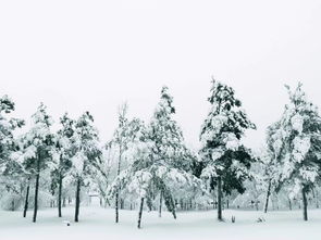 冬日的雪挂,不要命的来找春天玩咯