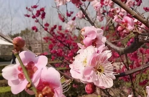 早立春一日阴,必有花倒春,花倒春是什么意思 为何还会一日阴