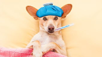 什么是犬流感 一不小心可能会要了狗命,主人需要注意什么
