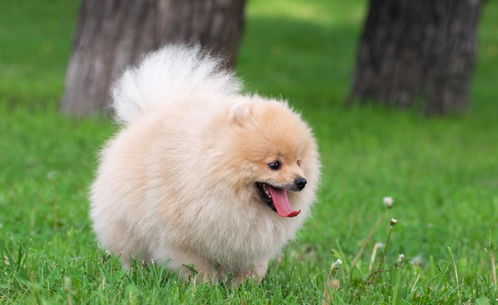网友选出的10种最美丽狗狗品种,快看看你家养了哪种