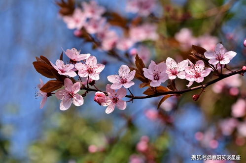 11月中旬,桃花运旺到爆,4大生肖将会遇到真爱,幸福一辈子 爱情 