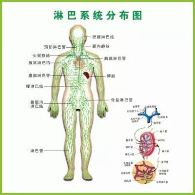 B淋巴细胞1.76