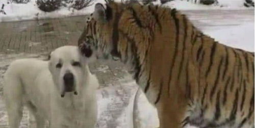 狗狗多年前救了只老虎,而今狗狗年老体衰,老虎的做法暖爆了