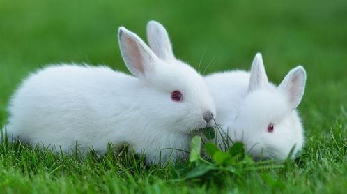 兔子可不是养来耍的,闲来说说四川人吃兔子的那些事