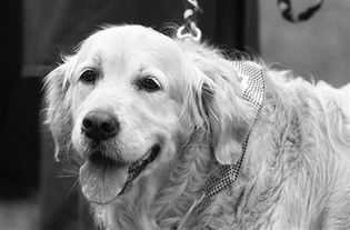 东方城乡报数字报刊平台 从国外带回上海的宠物狗如何办理养犬许可证 