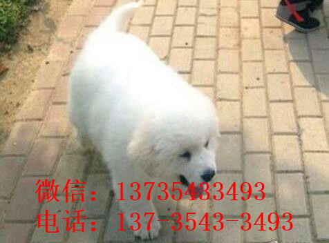安庆宠物狗犬舍出售纯种大白熊犬 宠物网狗市场在哪买狗卖狗