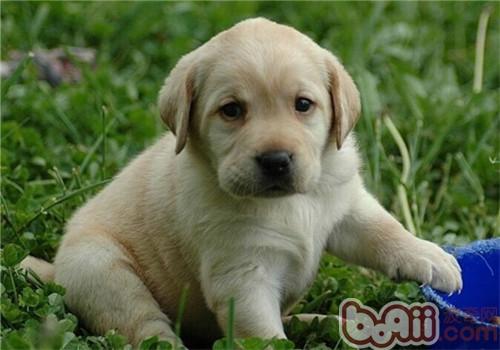 拉布拉多猎犬价格 图片 纯种拉布拉多猎犬幼犬多少钱一只 拉布拉多猎犬好养吗 
