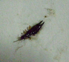 有谁知道这是什么虫子,在卫生间和厨房很多,怎么防治这样的虫子,谢谢 