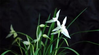 植物香青兰花语,植物香青兰的花语：优雅与纯洁，自然的魅力之源