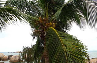 椰子树长什么样