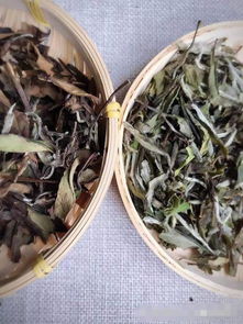 区分白茶秋茶春茶,春茶和秋茶的区别有哪些?