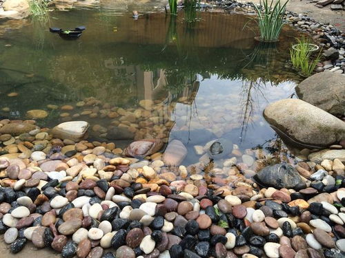 院子池塘铺卵石方法