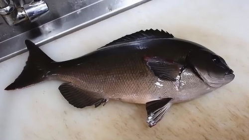 巨型大黑鱼,韩国人把它切成片直接生吃,还津津有味 