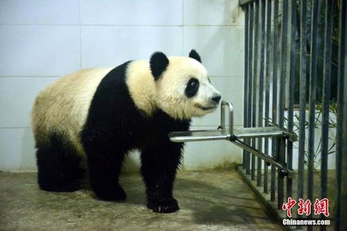 出生马来西亚大熊猫暖暖回到四川故乡