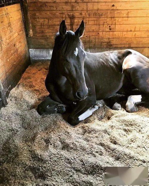 马怎么睡觉 睡在哪儿 做梦吗 你想知道的都在这里了