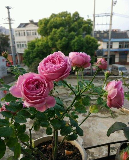 四季玫瑰花盆栽怎么养殖,四季玫瑰花盆栽怎么养殖