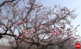关于桃花春天的诗句