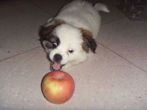 狗狗吃苹果有好处吗