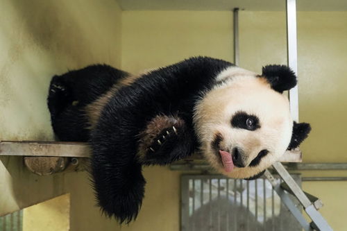 中国旅法大熊猫 欢欢 再次怀孕,将诞下第二个宝宝