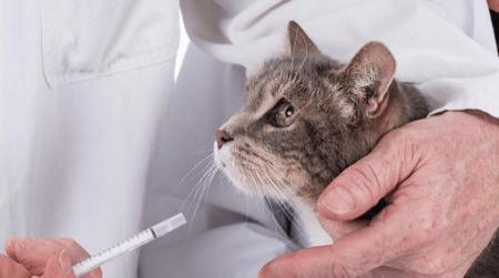 猫咪得肺炎有哪些症状 为什么会得肺炎 怎么治疗