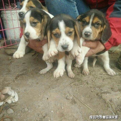 巴吉度犬属于小型宠物犬,在城市却被禁养,这是怎么回事呢