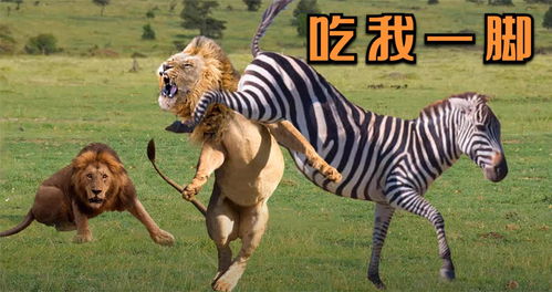 狮子偷袭锁喉斑马,不料下秒惨遭斑马疯狂报复,直接将狮子踢残 