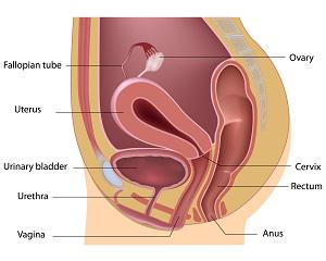子宫在小腹的位置图片 怀孕后妈妈内脏都被挤成什么样子了？ 