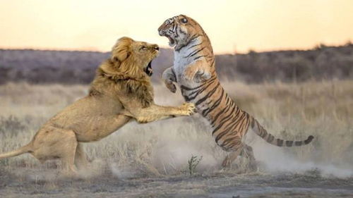 当狮子遇上老虎大战一触即发,谁能更胜一筹,镜头全程录下 