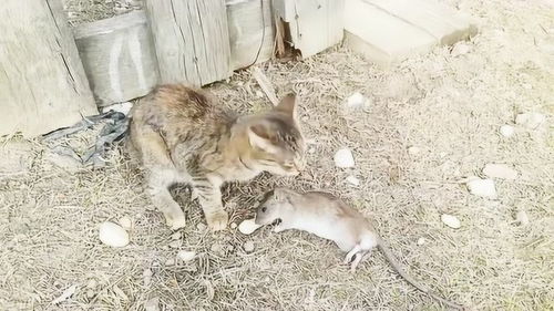 小猫咪捉个一只老鼠,也算是除害了 